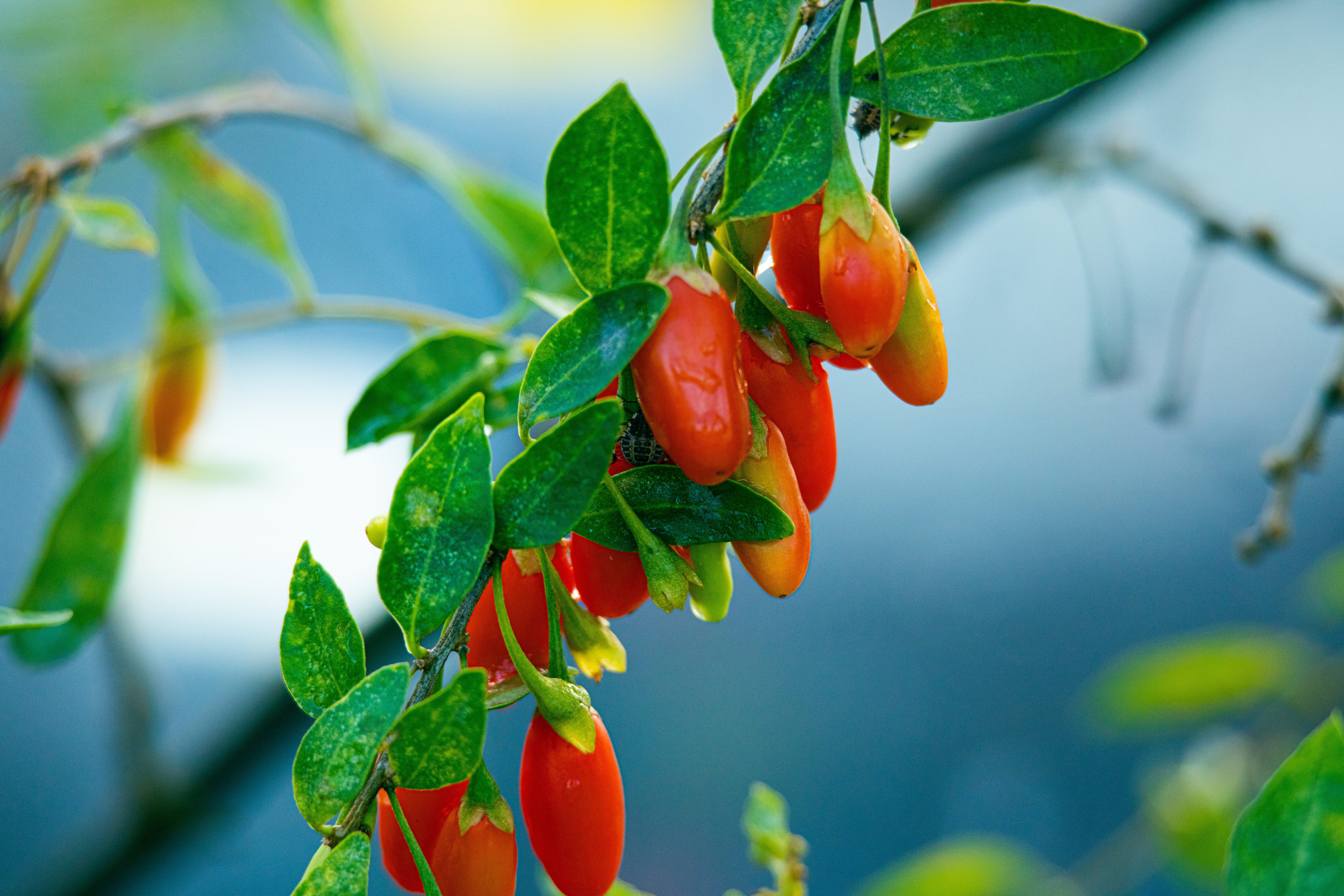 Conosci Le Bacche Di Goji Ma Sai Che Puoi Coltivarle In Casa conosci-le-bacche-di-goji-ma-sai-che-puoi-coltivarle-in-casa
