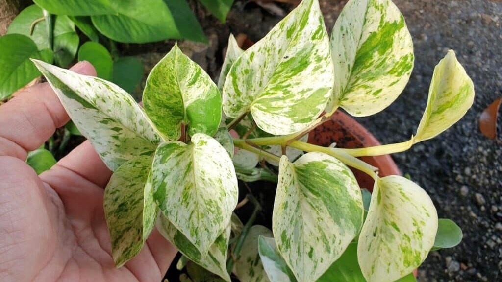 Pothos posizionato vicino a una finestra con luce filtrata.