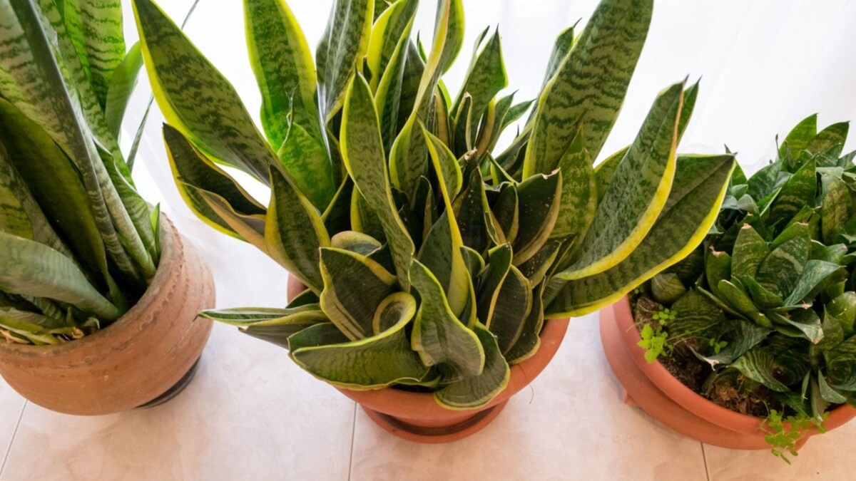 5 metodi per curare le piante in inverno dentro casa