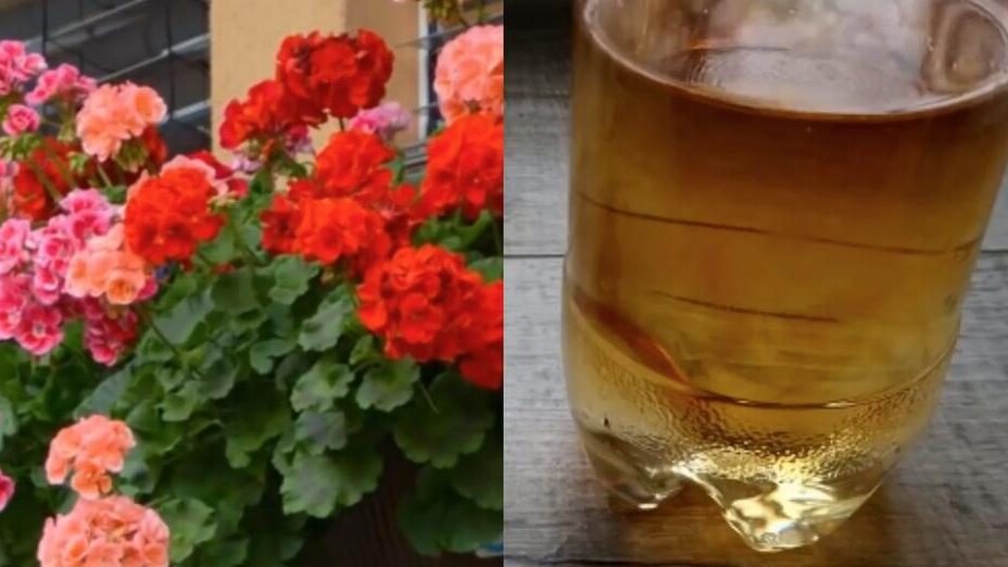 Ingredienti per preparare un fertilizzante naturale: acqua, acqua ossigenata, iodio e una bottiglia di plastica.
