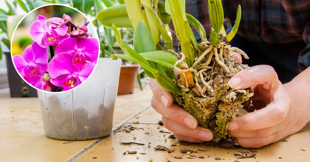 Vaso per orchidee con fori, trasparente, doppio strato di | FindTheDeal