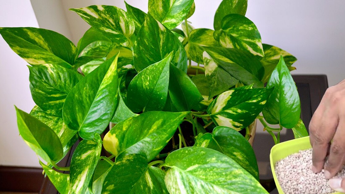 fertilizzante npk