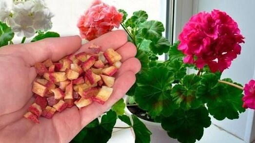 fertilizzante naturale