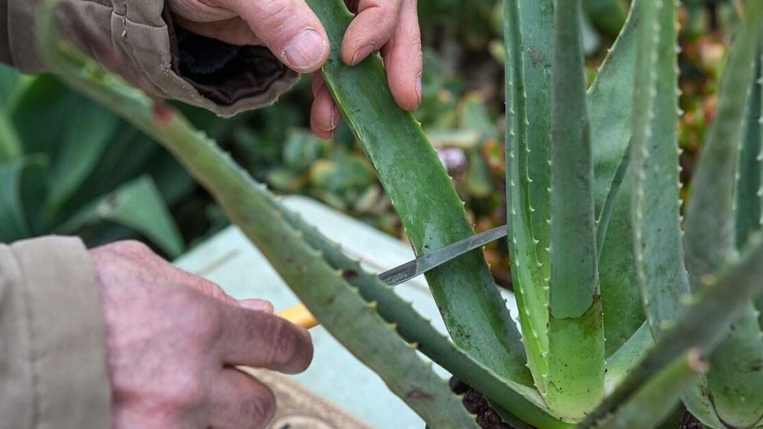 tagliare aloe vera