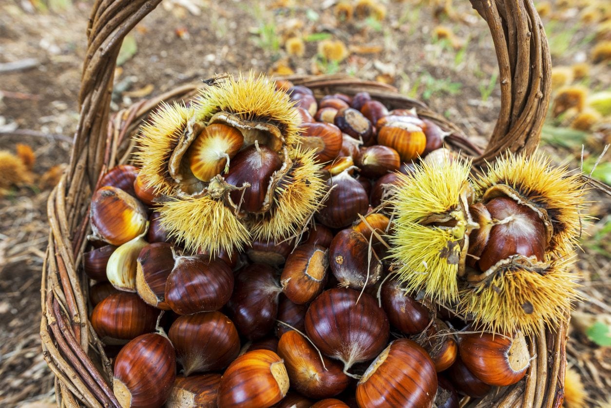 Ricci delle castagne: ecco come puoi riutilizzarli per decorare la casa